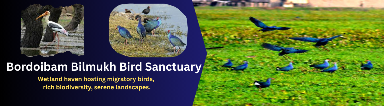 Bordoibam Bilmukh Bird Sanctuary 